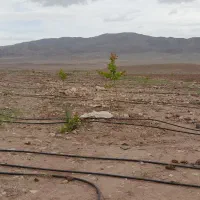 زمین کشاورزی یک هکتاری