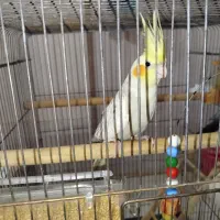 عروس هلندی سخنگو
