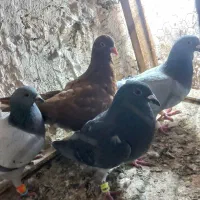 کفتر پرشی‌ بضمانت