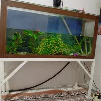 آکواریوم