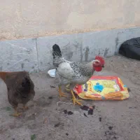 خروس فروشی
