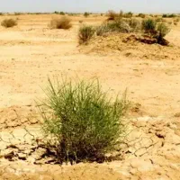زمین ۲۳۰۰متری میوا معاوضه با خودرو