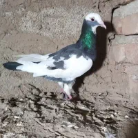 کبوتر پلنگی درشت ماده