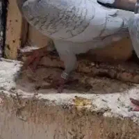 ماده طاووسی خط سفید کازرون