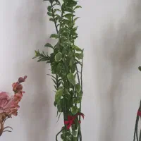 گل پدی لانتوس
