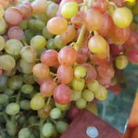 هم سرمایه‌گذاری هم لذت باغدار شدن|فروش زمین و ملک کلنگی|تهران, شهرک دانشگاهی|دیوار