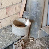 کلاغ کرباتی چپ و ساده|پرنده|چناران, |دیوار