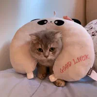 گربه اسکاتش نر