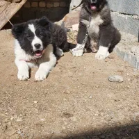 سگ فروشی|سگ|خمین, |دیوار