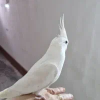 عروس هلندی|پرنده|لنگرود, |دیوار