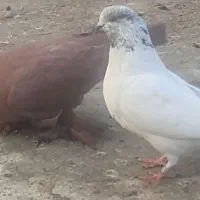 بوم کبوتر راعبی و تهرونی|پرنده|اصفهان, کردآباد|دیوار