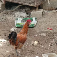 فروش خروس محلی