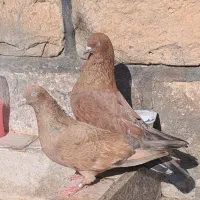 ۶ عدد کله ی