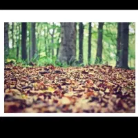 نیازمند هرس درخت  چنار به تعداد ۲۰۰۰