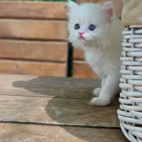 پرشیت مو بلند گرید A+|گربه|ایلام, |دیوار