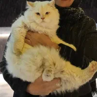 گربه هیمالین