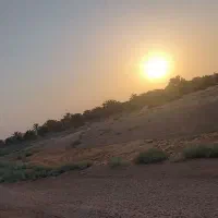 واگذاری نخل سعمران|گل و گیاه طبیعی|اهواز, زرگان|دیوار