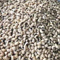 لوبیا چشم بلبلی