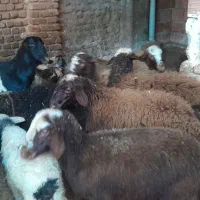 بره های نروماده اماده پلوار