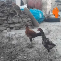 دو عدد مرغ لاری