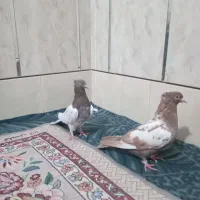 کفتر نقشی|پرنده|ساوه, |دیوار