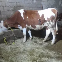 با سلام گاو سیمتال