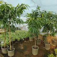 تعویض خاک گلدان درمنزل فروش گل آپارتمانی و مشاوره
