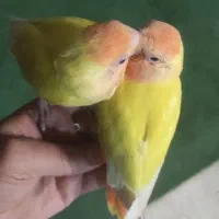 طوطی برزیلی اوپال کله قرمز