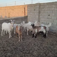 بز سانن و میش رومن|حیوانات مزرعه|اراک, |دیوار