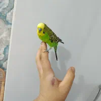 ۳عدد مرغ عشق نژاد دار|پرنده|شیراز, شهرک مفتح|دیوار