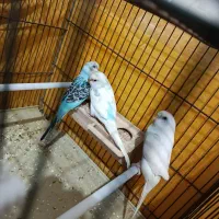 پرنده. مرغ عشق