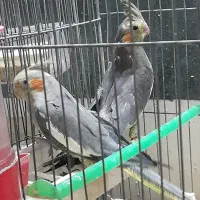 معاوضه جفت عروس هلندی با سهره