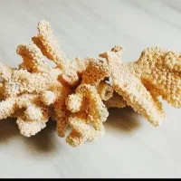 مرجان آکواریوم با گل ها