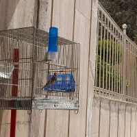 سهره نر بخون یک سال چوچه قفس