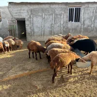 همو و هترو|حیوانات مزرعه|شیروان (خراسان), |دیوار