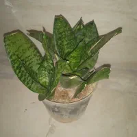 گل سانسوریا پاکوتاه|گل و گیاه طبیعی|فولادشهر, مسکن مهر فولادشهر|دیوار