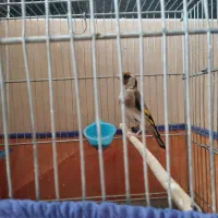 سهره دهن لر