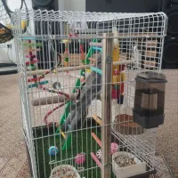 فروش عروس هلندی باقفس|پرنده|اردبیل, |دیوار