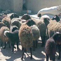 میش وبره|حیوانات مزرعه|اراک, |دیوار