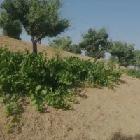 2000 متر باغ بادام(نقد یا معاوضه با ماشین)|فروش زمین و ملک کلنگی|سامان, |دیوار