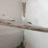 3تا دم سیاه