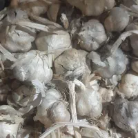 سیرتازهوسفیدامسال