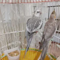 عروس هلندی نروماده