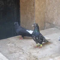 دمسفیده عتیقه