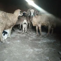 میش زاییده بره‌دار دونه ۱۲ و ۶۰۰ بردسیر|حیوانات مزرعه|کرمان, |دیوار