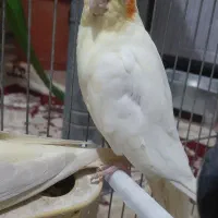 عروس هلندی مولد