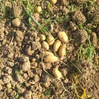 سیب آگریا ۱۴۰۲ تیپ e