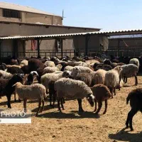 گوسفند زنده با قصاب شبانه روزی