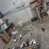 فروش کبوتر|پرنده|وحیدیه, |دیوار