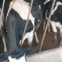 گاو شیری|حیوانات مزرعه|بجنورد, |دیوار